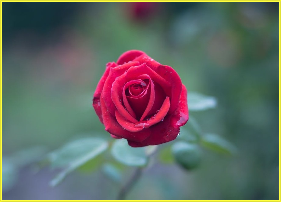 알뜰살뜰 로제 떡볶이 양념, 남은 걸로 또 다른 요리