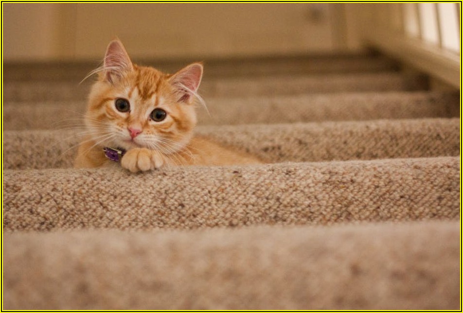 소액심판 승소, 집행 절차 A to Z: 채권 압류부터 강제 집행까지