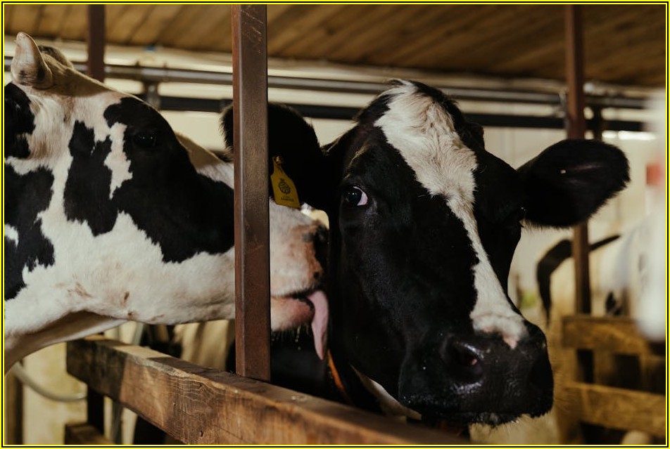 한우 스티커, 부위별 맛과 특징 제대로 알고 즐기기