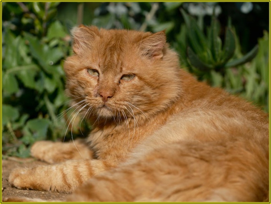 스마트 홈캠으로 지키는 우리 댕냥이의 모든 순간