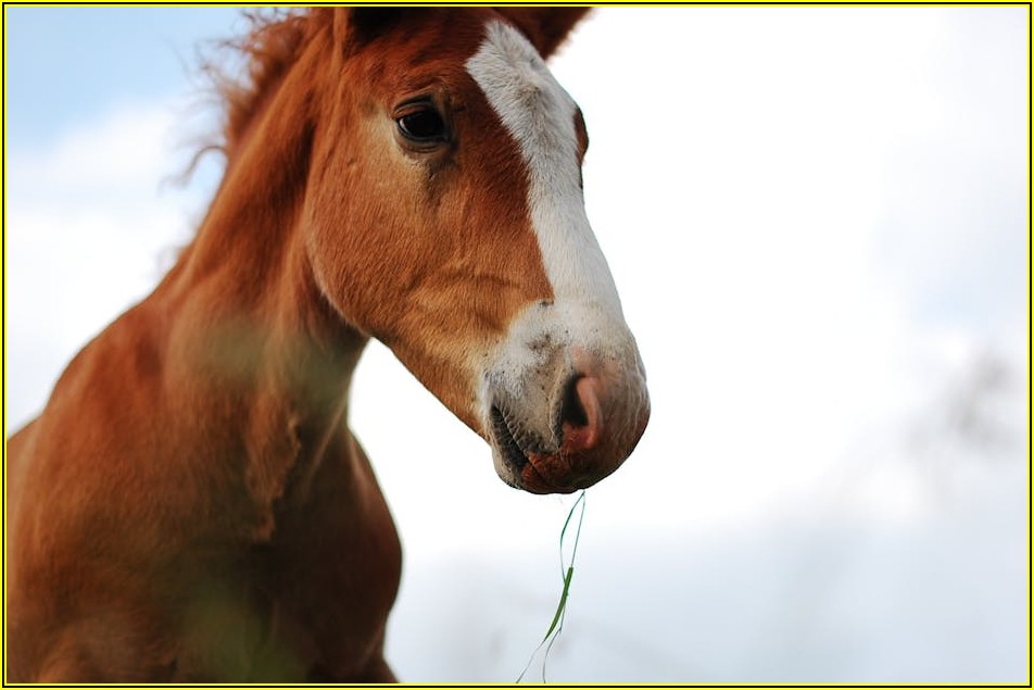 가죽 공예 초보 필수! 포니 없이 못 사는 이유