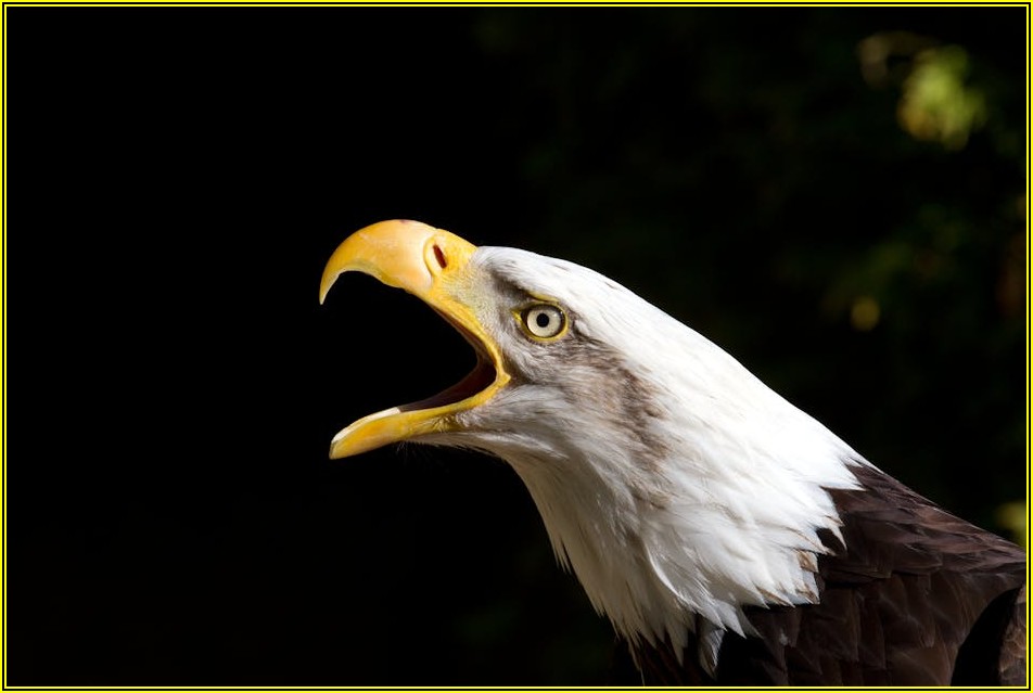 커버드콜 ETF, 이것만 알면 투자 성공! 전략과 장단점 총정리