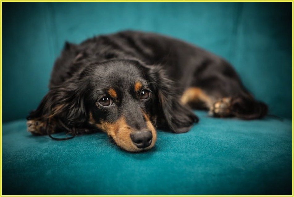 반려동물 상실의 아픔, 펫로스 증후군 증상과 극복 전략