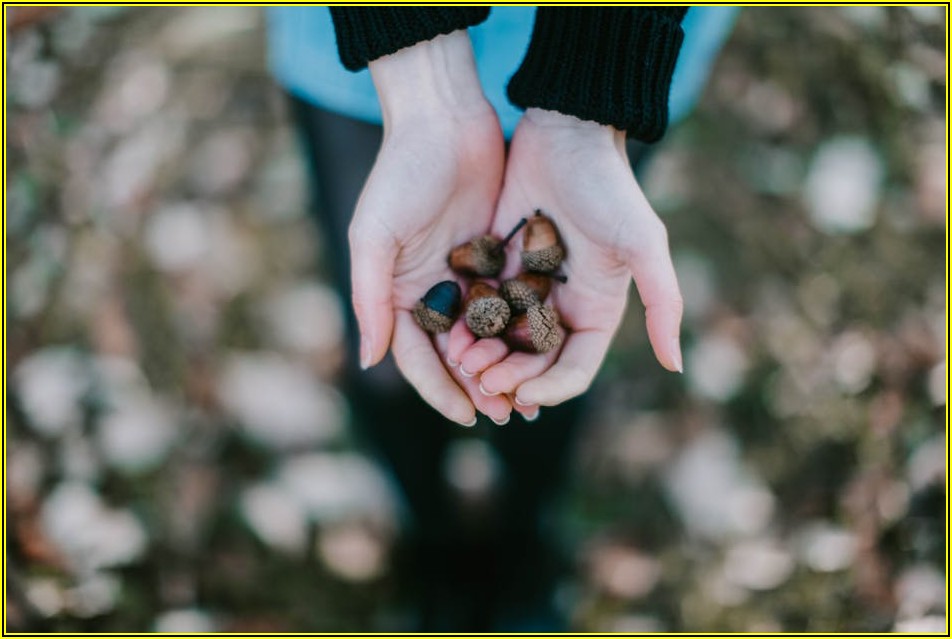 친환경 소재 참나무 톱밥, 똑똑하게 활용하기