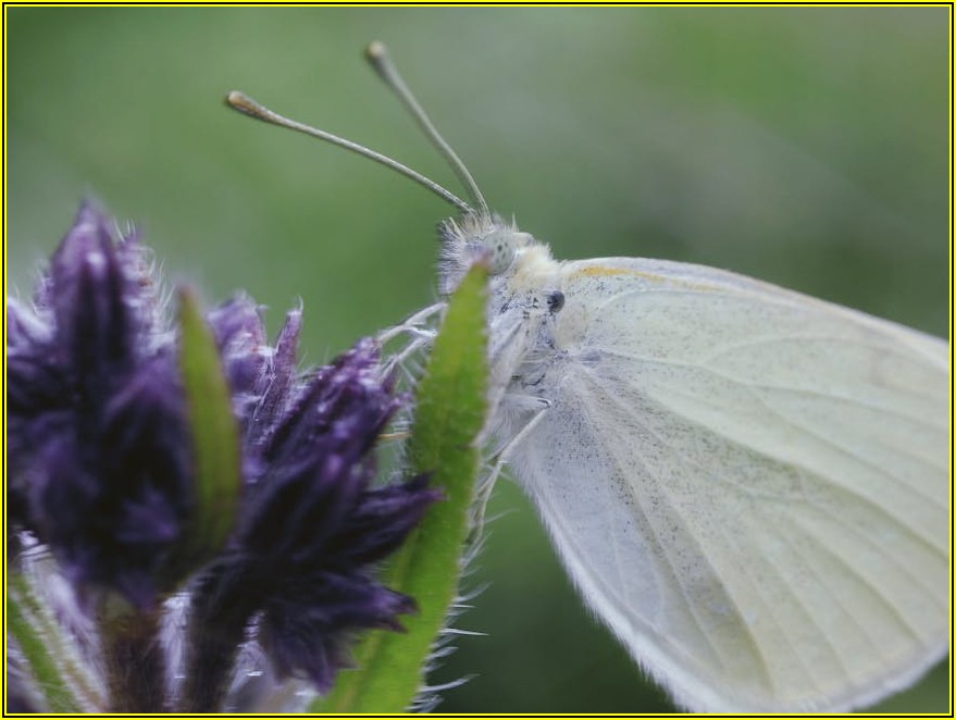 배추 흰나비 애벌레, 무름병 주범? 작물 관리 비밀 공개