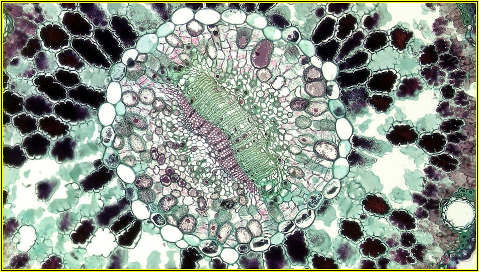 현미경 구매 가이드: 사용 목적에 따른 최적의 현미경 선택법