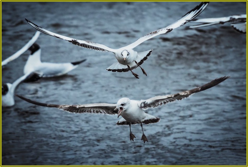 버려지는 냉장고, 제대로 처리하는 법: 무상 수거부터 폐기까지