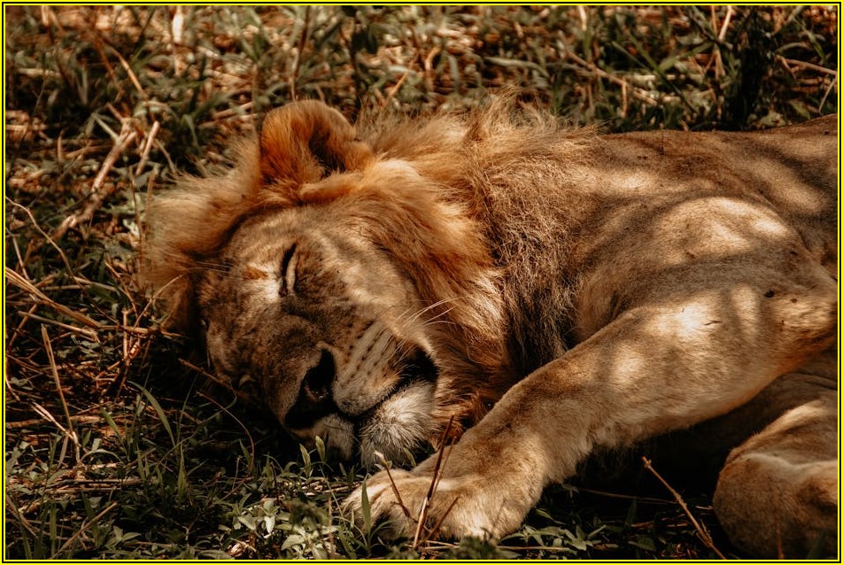 마이티 3.5톤 화물차, 당신의 비즈니스 파트너 분석