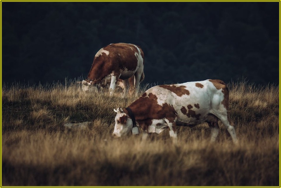 스마트팜 최신 동향, 미래 농업 기술 알아보기