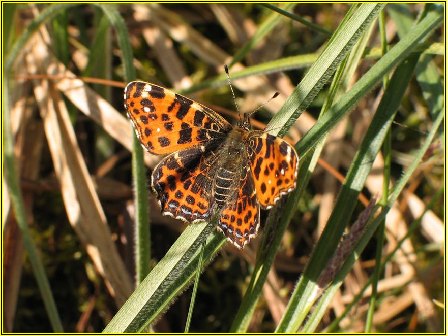 흑염소 농장 창업, 정부 지원받아 든든하게 시작하기