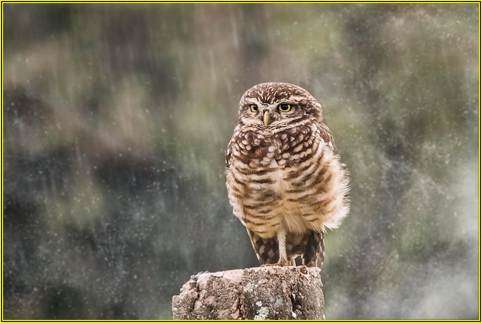 날크립 사기, 피해 회복을 위한 현실적인 도움처