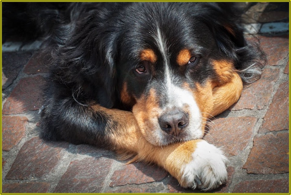 개 냄새 걱정 끝! 실내 탈취와 방향제 활용 완벽 가이드