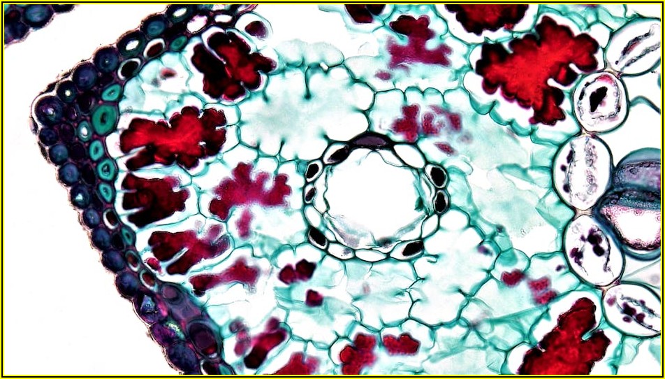 현미경 선택의 모든 것: 가격부터 성능, 활용도까지