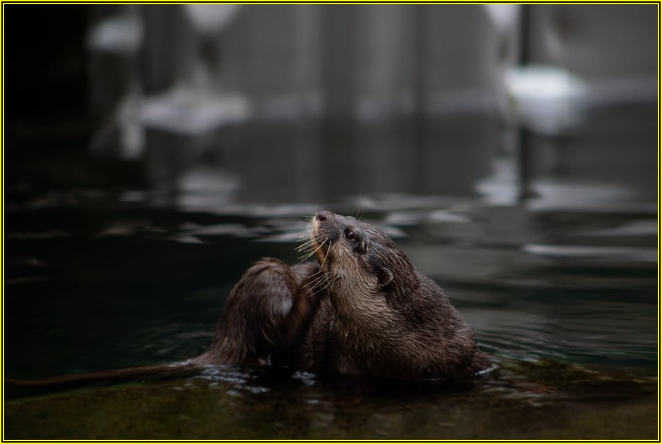 친환경 트렌드, 수달 실리콘이 이끄는 변화