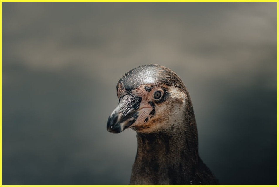 영어 실력 UP! 펭귄리더스 원서 활용법