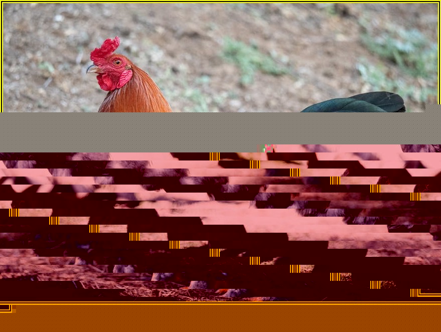 육즙 가득 치킨, 어떤 닭으로 만들어야 할까?