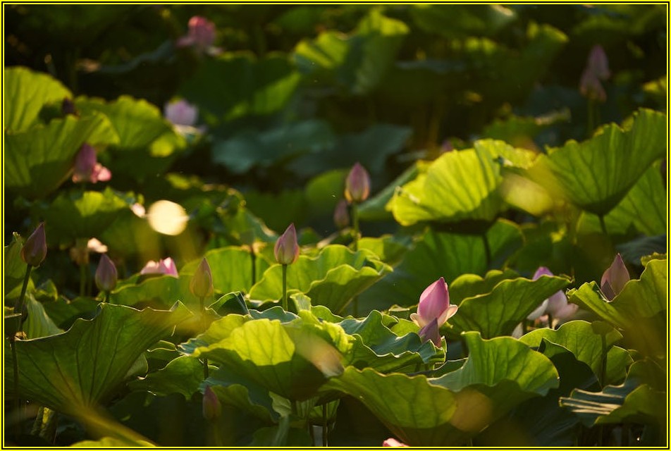 정원 조명등 설치, 이것만 알면 실패 없다!