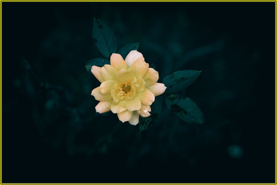 성공적인 안산 스몰 웨딩, 준비부터 실행까지 완벽 가이드