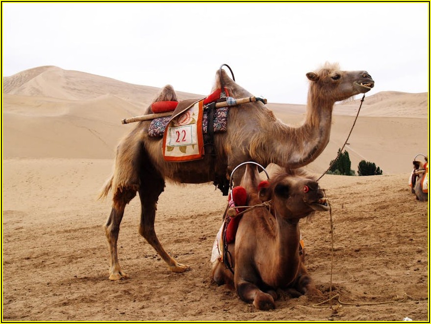 몽골 여행 허가증, 거절될까? 미리 알아보는 신청 팁