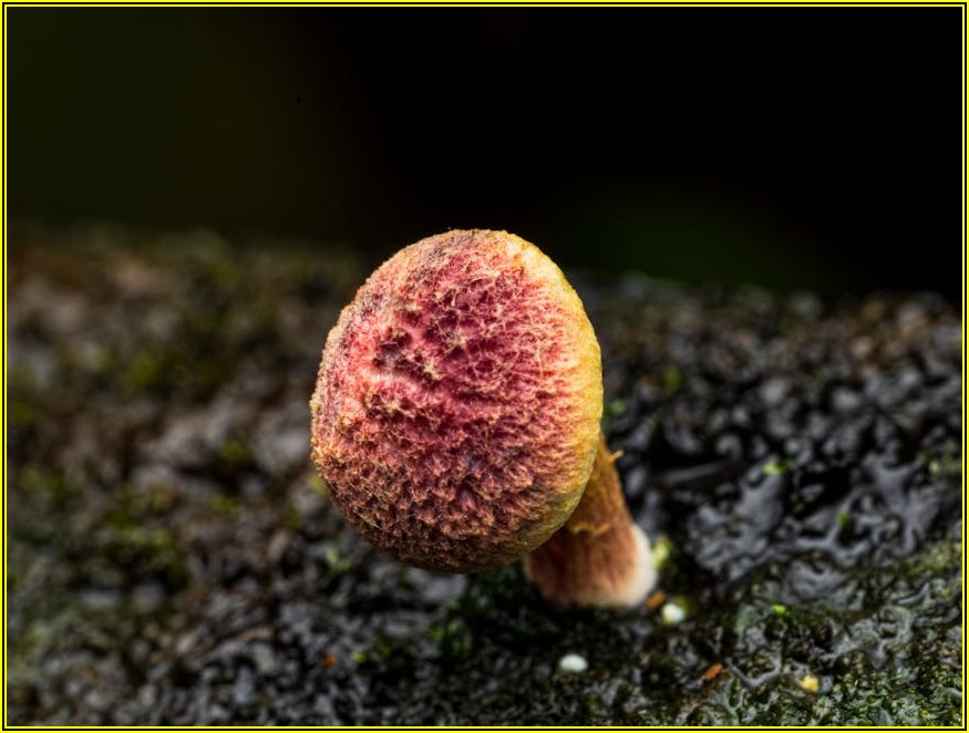 정화조 미생물의 모든 것: 종류, 역할, 관리법