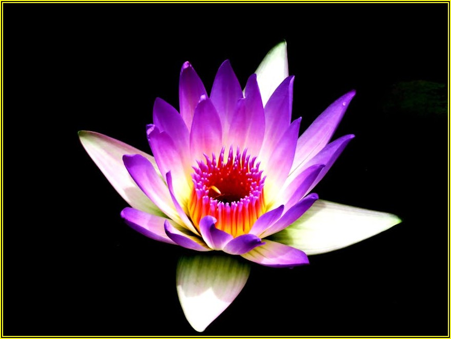 교보문고 퍼플: 당신의 독서 경험을 업그레이드하는 법