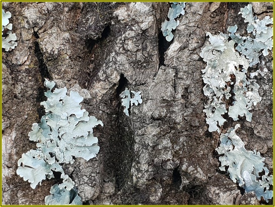 트렁크리드 스크래치 방지, PPF 필름 브랜드별 장단점 파헤치기