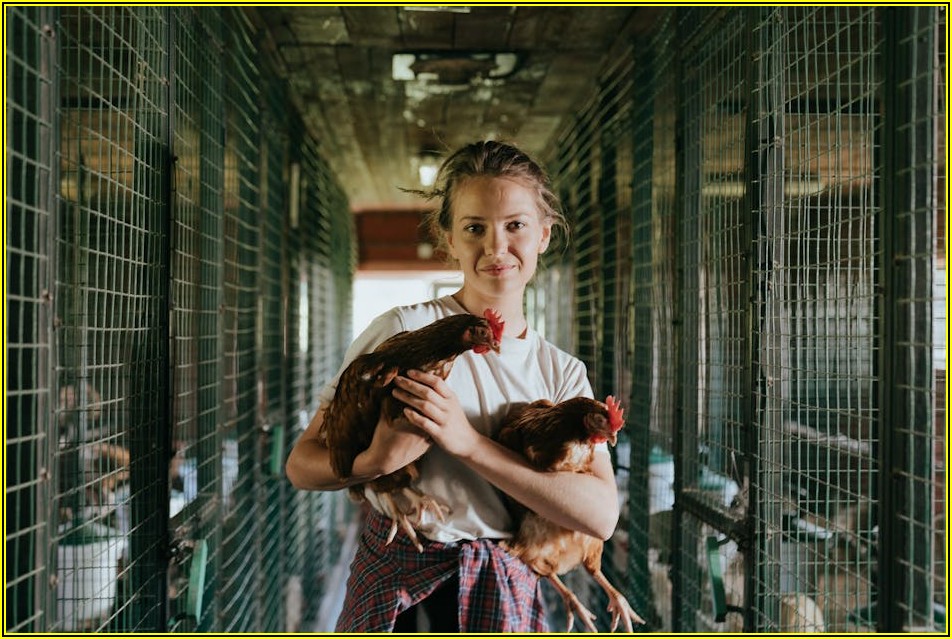 치킨 할인 끝판왕: 온라인과 오프라인, 당신의 선택은?