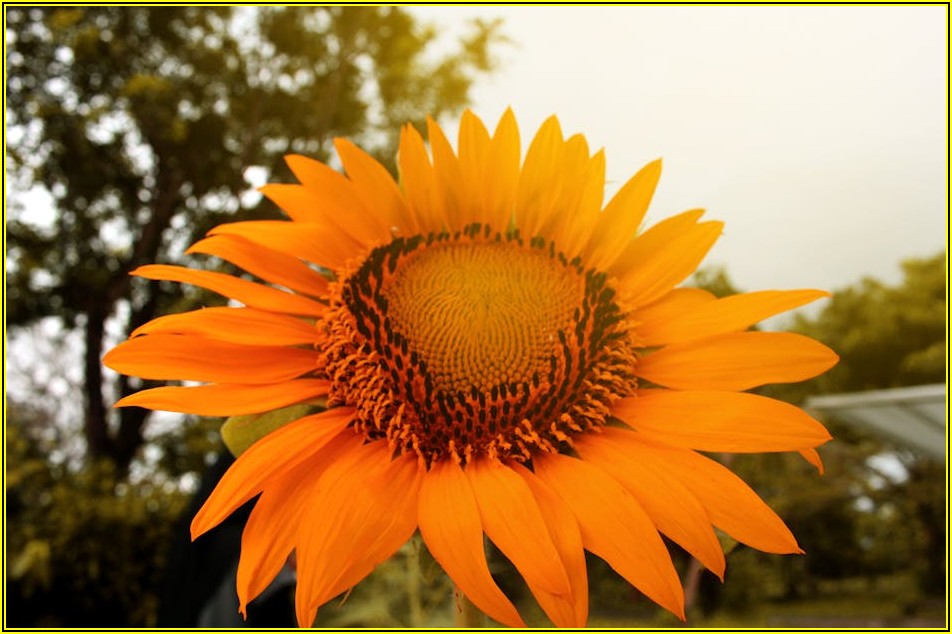 해바라기 수전, 오래 쓰는 관리법: 수명 연장의 비밀