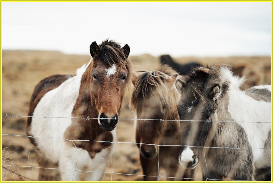 나만의 가죽 작품, 포니와 함께라면 어렵지 않아요