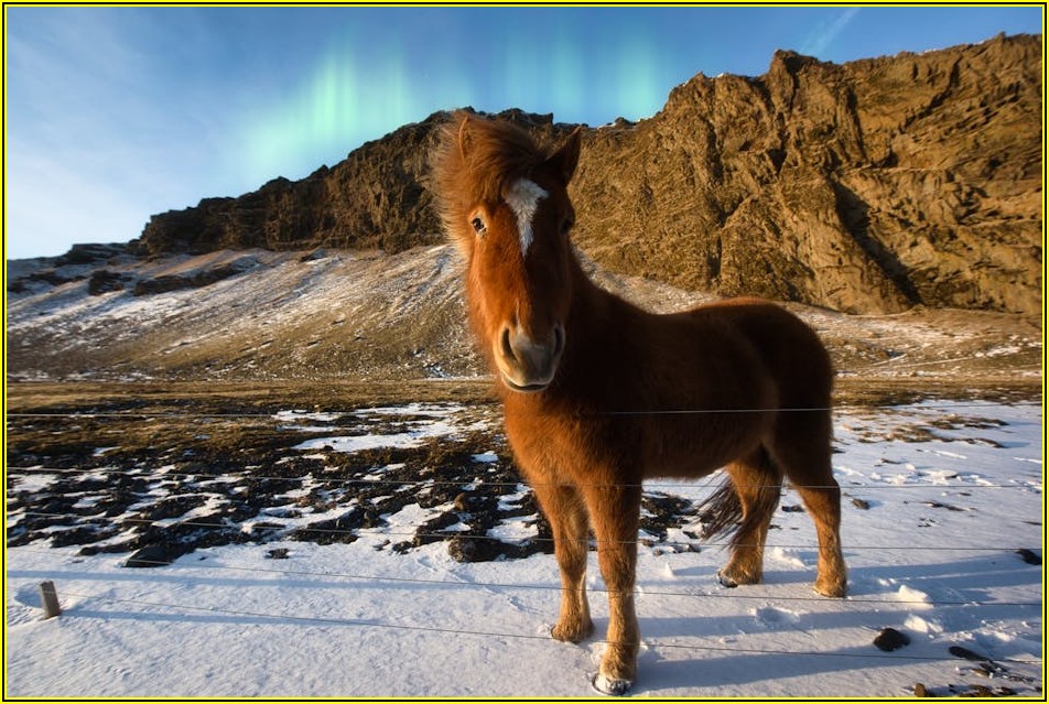 나만의 가죽 작품, 포니와 함께라면 어렵지 않아요