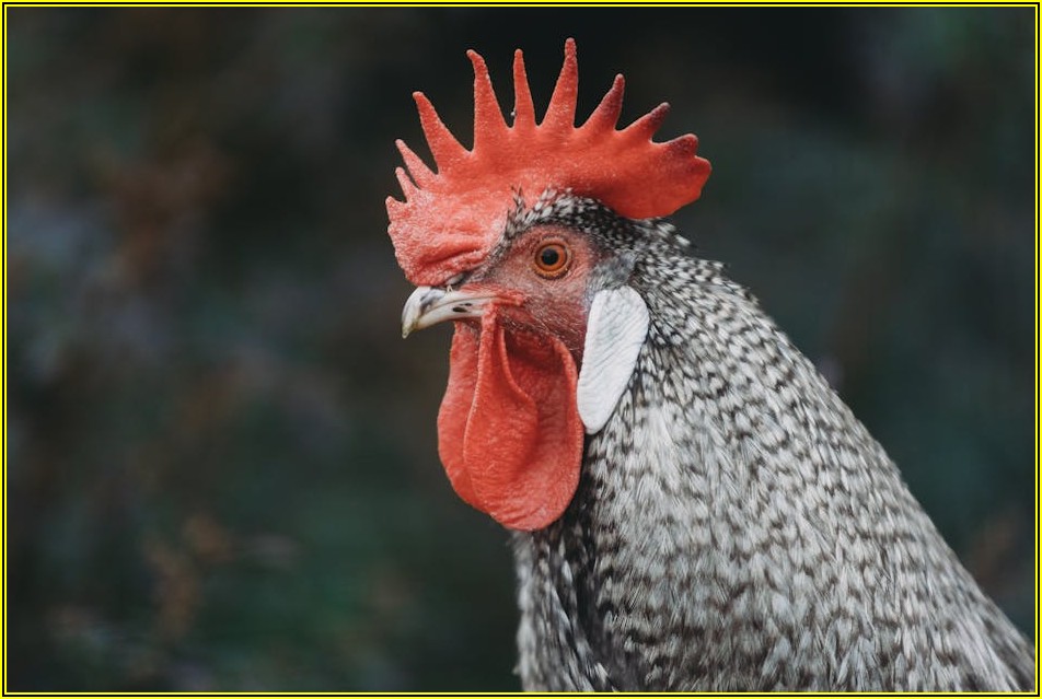 맛있는 치킨, 더 싸게 먹는 비법 대공개