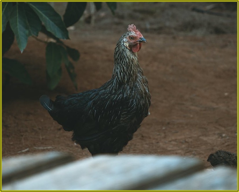 동물약품 제대로 알고 쓰자: 필수 구매 및 사용법