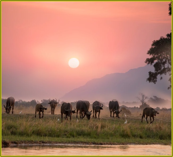 사세 버팔로 스틱, 맛있는 한 끼 완성 꿀팁