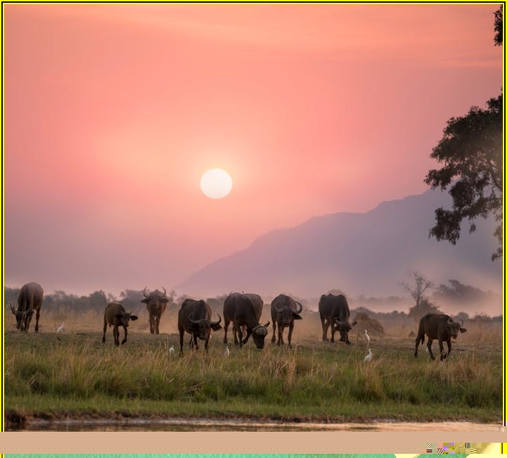 인기 만점 사세 버팔로 스틱, 더 맛있게 즐기기
