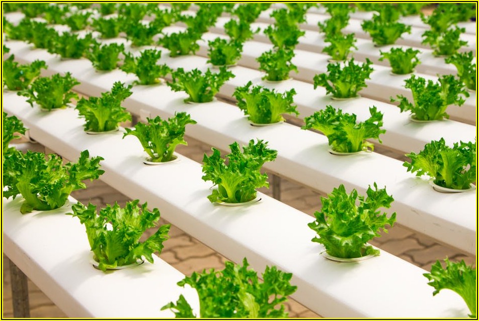 집에서도 즐기는 샐러드 가게 퀄리티: 메뉴와 레시피 총정리