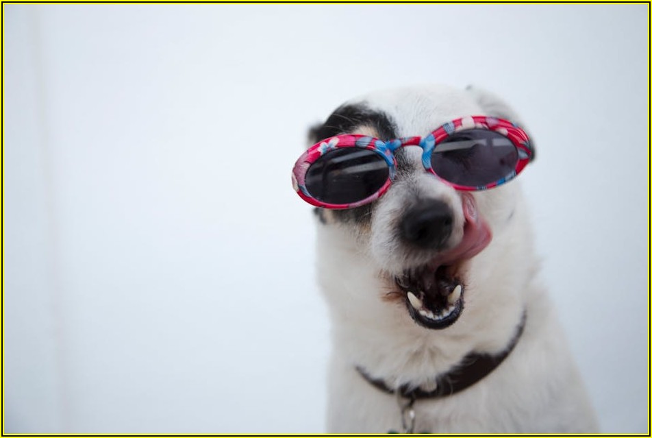 우리 강아지 똥 봉투, 냄새 없이 깔끔하게 처리하기