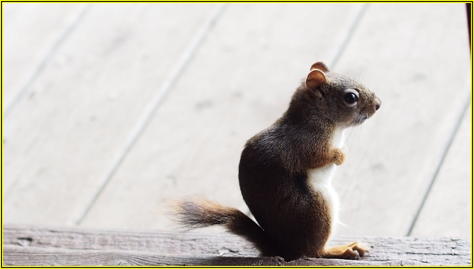 성공적인 휴마시스 주가 투자를 위한 심층 분석