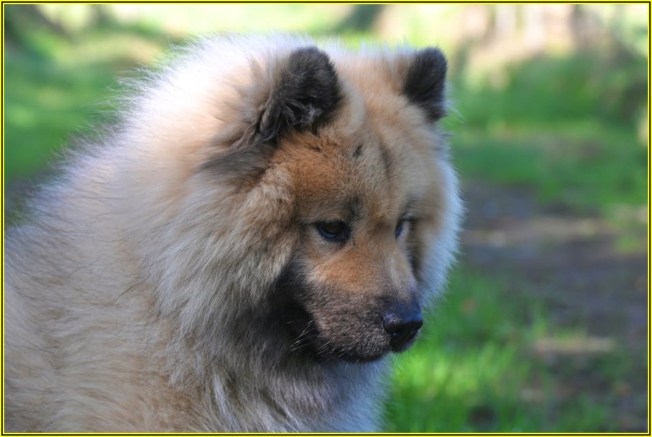 우리 아이 행복 위한 필수템! 반려동물 용품 총정리