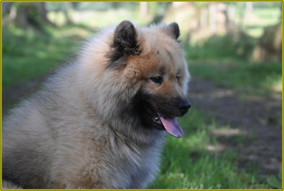 우리 아이 행복 위한 필수템! 반려동물 용품 총정리