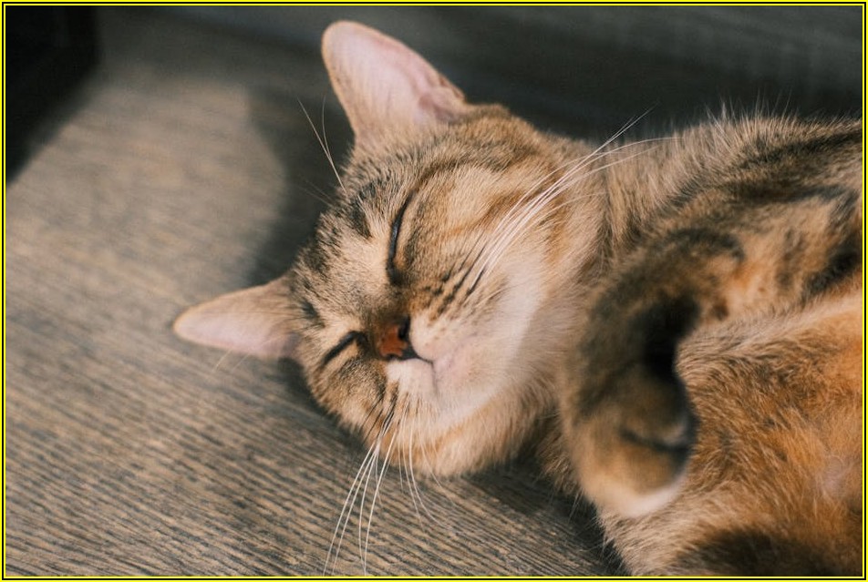 반려동물 용품, 이것만은 꼭! 사용법부터 관리까지