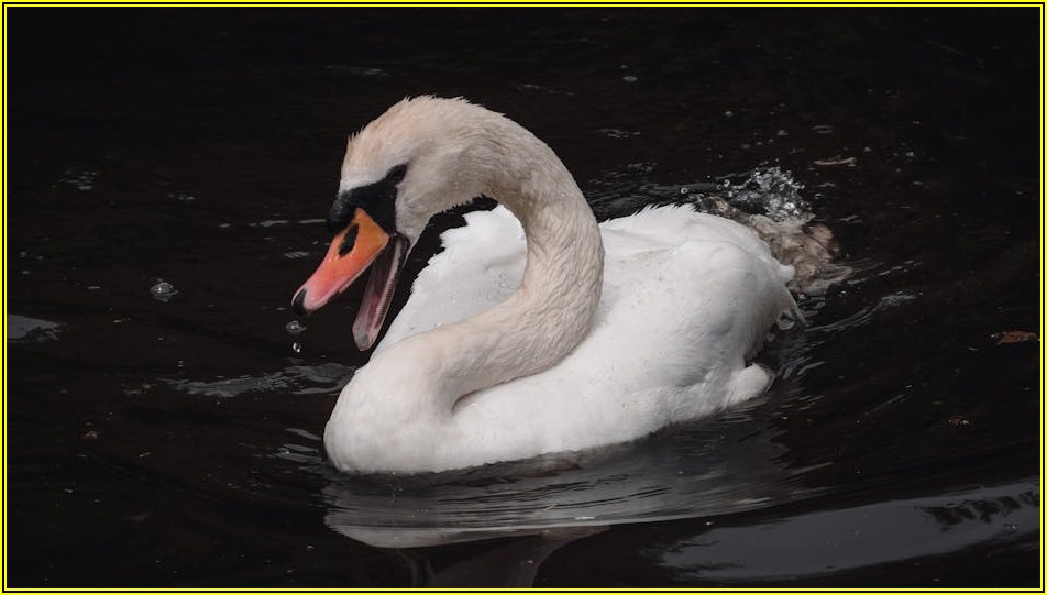 검찰의 판단, 공소권 없음 불기소 처분 이해하기