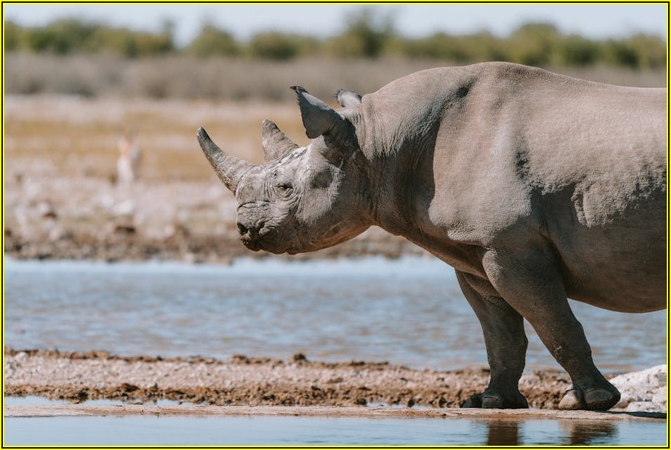 알뜰하게 라이노 배우기, 국비지원 과정 활용법