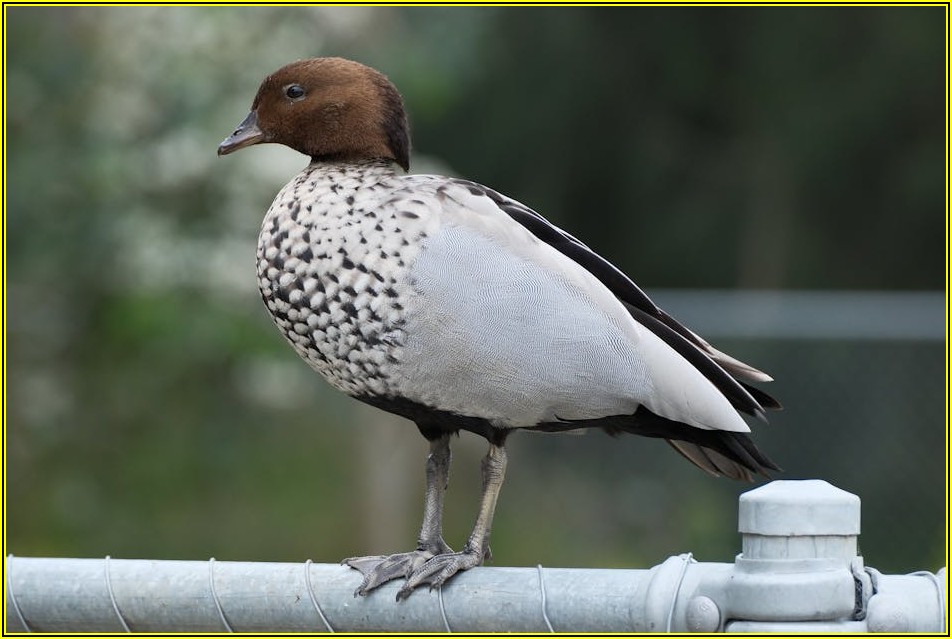 반려동물 건강 지킴이: 동물약 사용 설명서 활용법