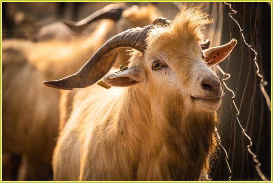 우리 염소 건강 지키기: 설사 해결을 위한 필수 가이드