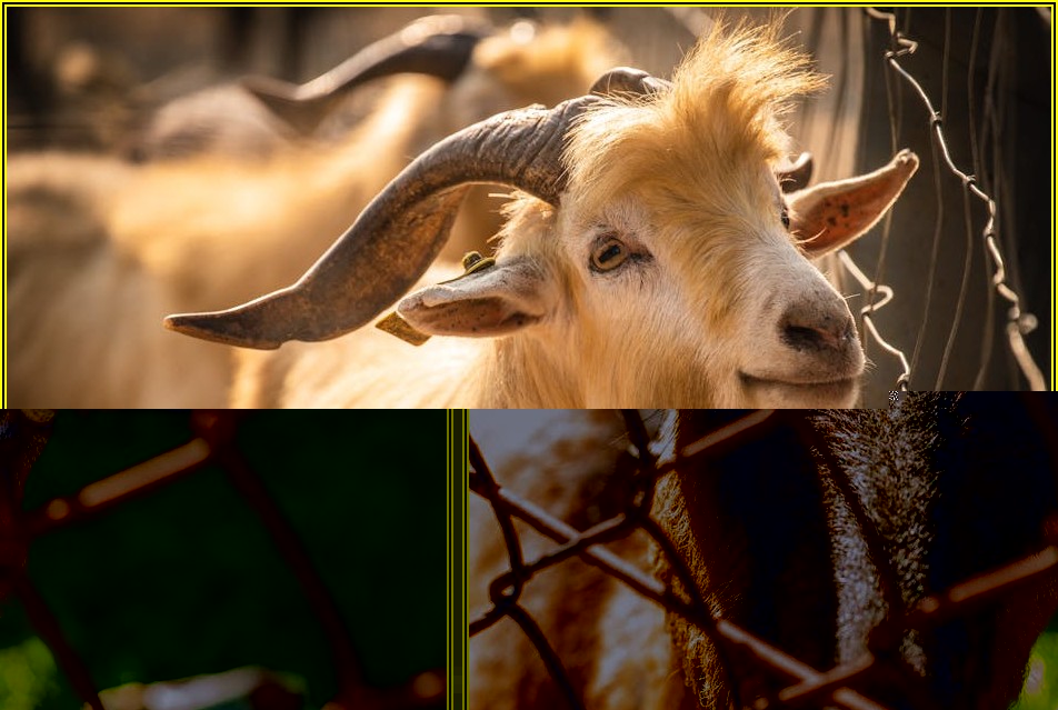 우리 염소 건강 지키기: 설사 해결을 위한 필수 가이드