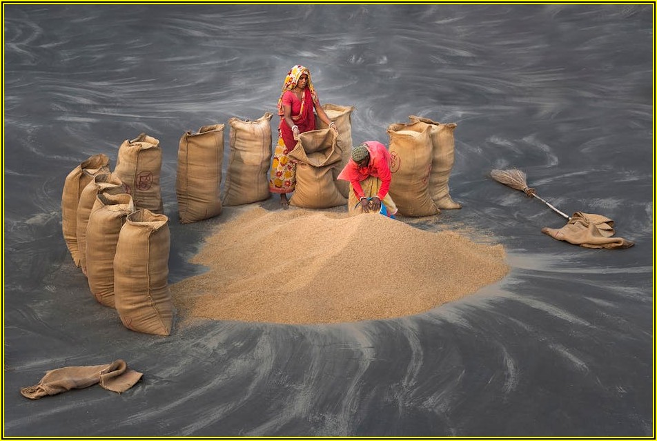 작물 성장 촉진? 왕겨 마대의 숨겨진 비밀