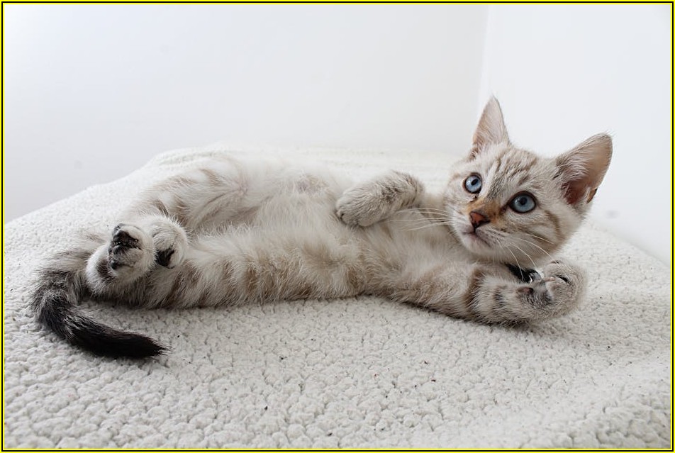 고양이 해먹, 우리 아이 편안한 휴식을 선물하세요