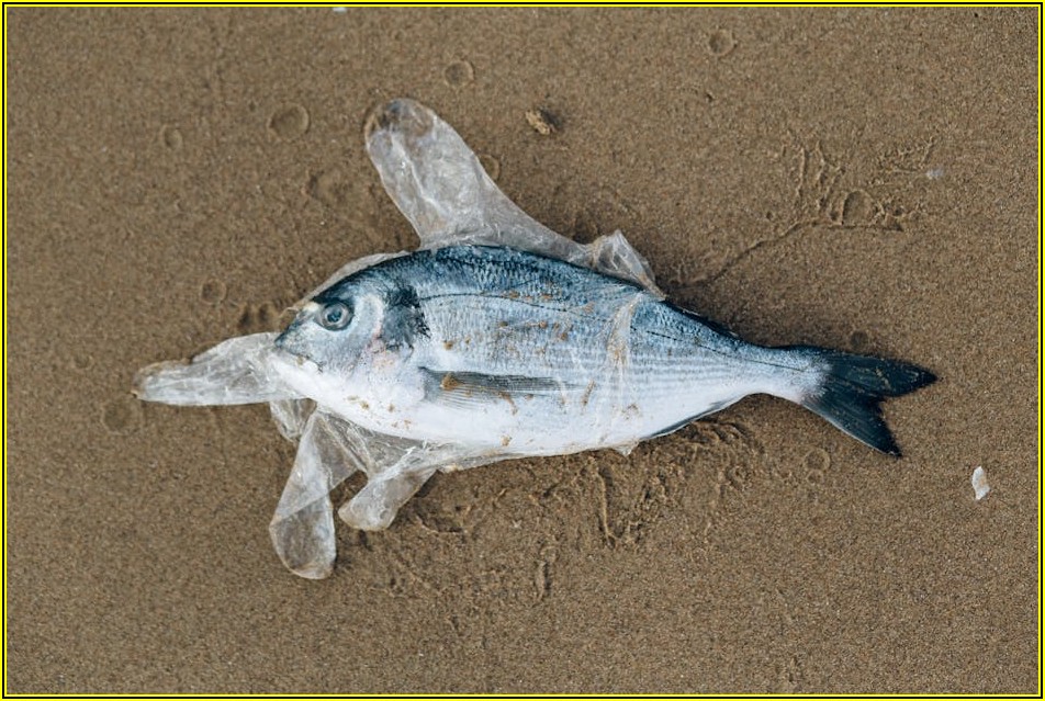 10L 쓰레기통, 가격 비교하고 현명하게 선택해요