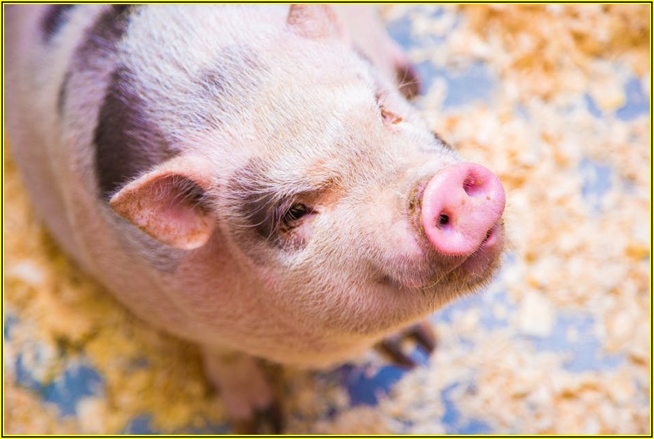 돈까스 부위 선택의 기술: 전문가가 알려주는 꿀팁