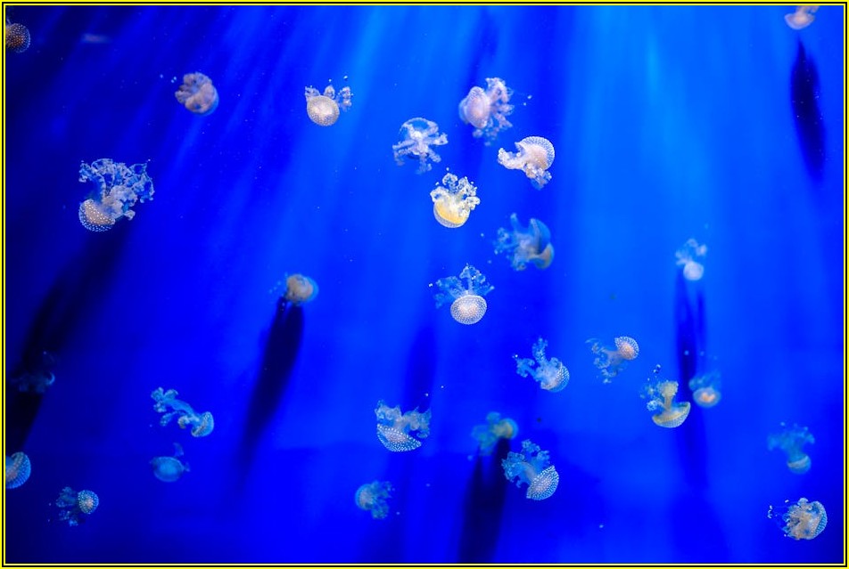 수중 조명 활용법, 어둠 속 바다를 밝히는 마법